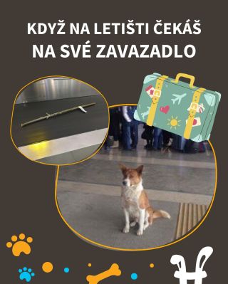 Ten pocit, když ti přijde klacek 🐶😂 #vtípky #vtip #pesnejlepsipritelcloveka #sepsem #pejsek