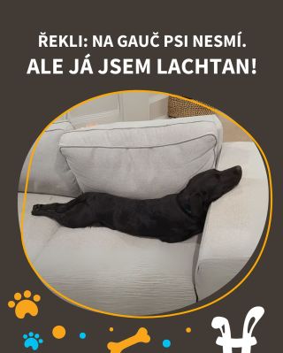 Kdo máte doma taky lachtana? 😂 #vtípky #vtip #vtipy #pesnejlepsipritelcloveka