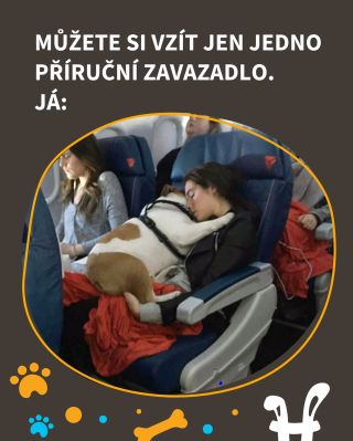 Kdo má taky chlupatý příruční zavazadlo? 😂❤️ #vtípky #vtip #vtipy #pesnejlepsipritelcloveka #zivotsepsem