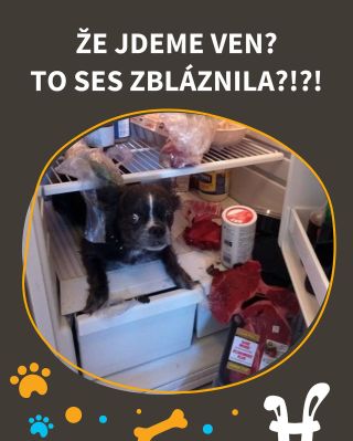 Dneska venčíme v lednici. Kdo se přidá? 🔥😂 #vtípky #vtip #pesnejlepsipritelcloveka