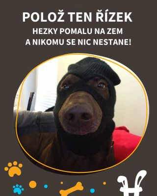 Řízek nebo život! 🐶😅 #vtípky #vtip #pesnejlepsipritelcloveka