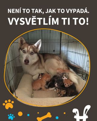 Ajajaj 🙈😂 #vtípky #vtip #pejsek #kočka