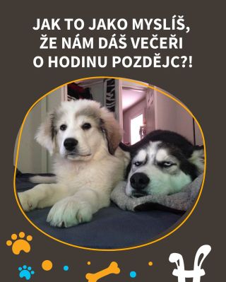 A jak to zvládají vaši mazlíčci? 😅 #vtípky #vtip #mameradizvirata