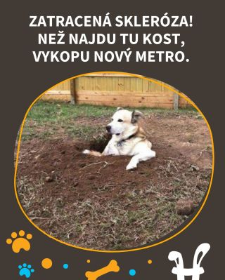 Ještě pár kostí a máme trasu D 😂 #vtípky #vtip #pesnejlepsipritelcloveka